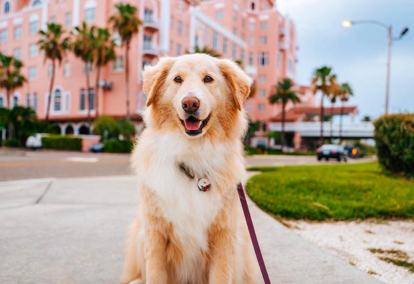 A dog sits on the sidewalk in front of a charming pink hotel